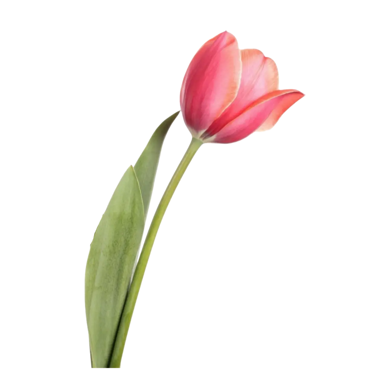 Tulip