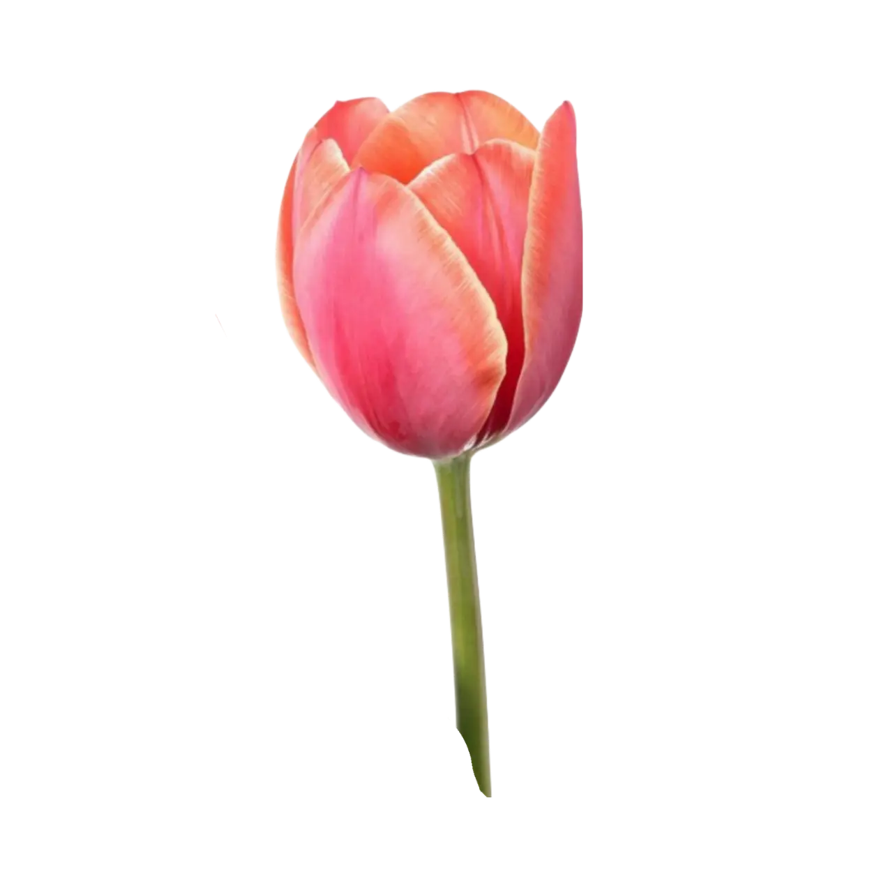 Tulip